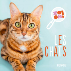 Les chats ZOOM